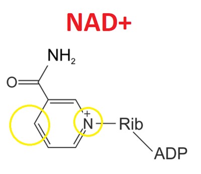 nad formula